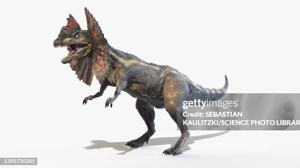 bildbanksillustrationer, clip art samt tecknat material och ikoner med dilophosaurus, illustration - dilophosaurus