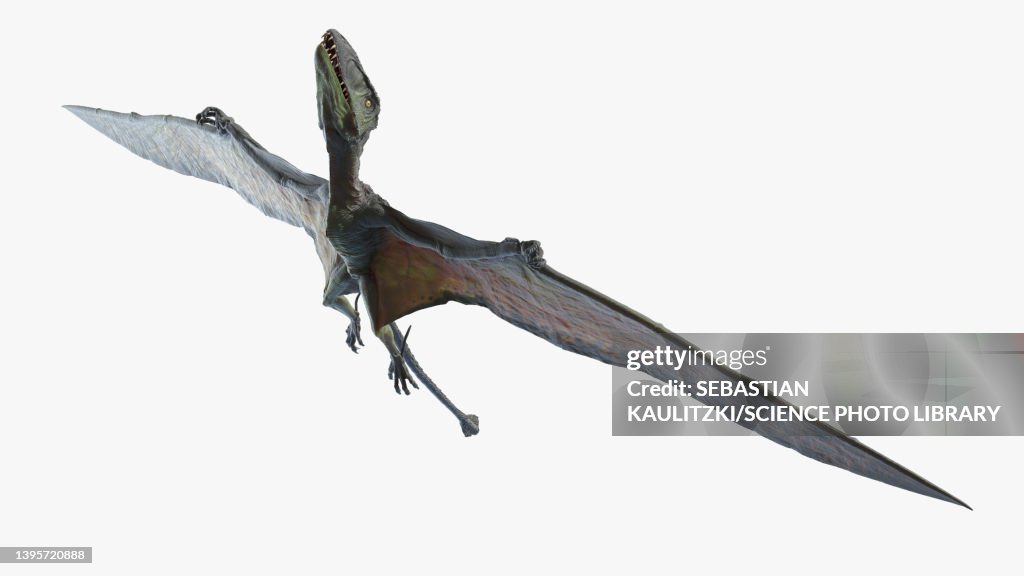 Dimorphodon, illustration