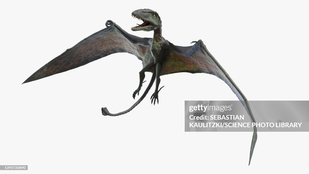 Dimorphodon, illustration