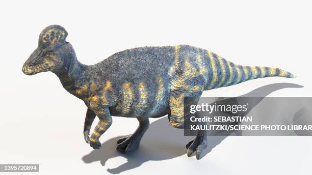 corythosaurus, illustration - corythosaurus stock illustrations