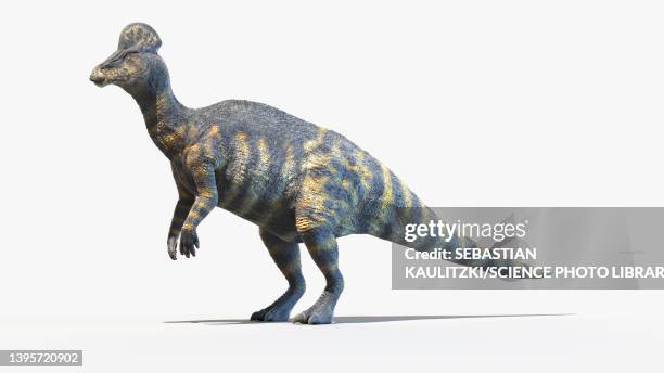 corythosaurus, illustration - corythosaurus stock illustrations