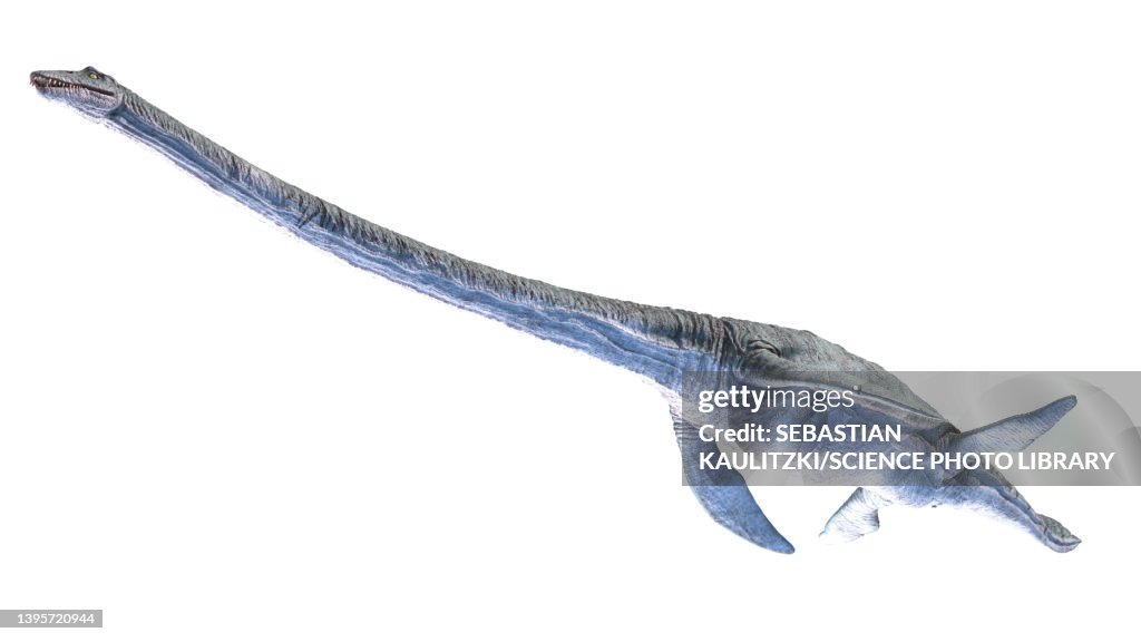Elasmosaurus, illustration