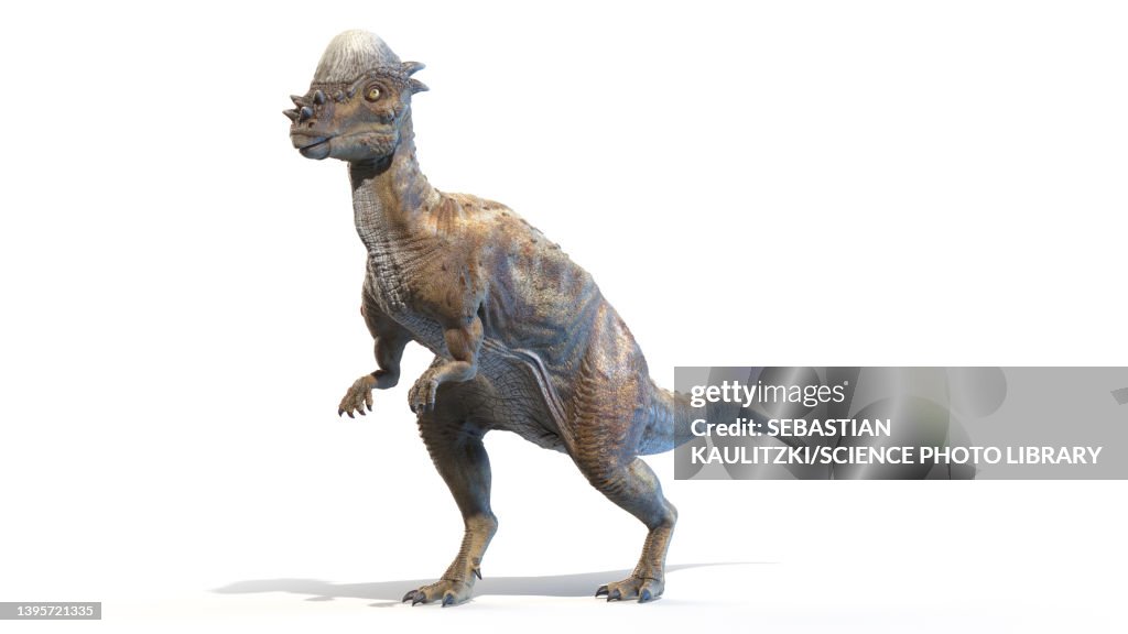 Pachycephalosaurus, illustration