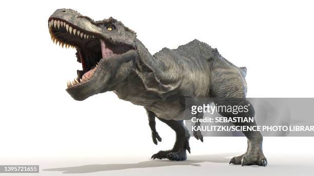 tyrannosaurus rex, illustration - tyrannosaurus rex stock illustrations