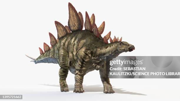 bildbanksillustrationer, clip art samt tecknat material och ikoner med stegosaurus, illustration - stegosaurus
