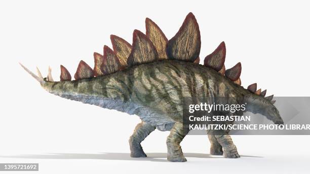 2点のステゴサウルスイラスト素材 Getty Images 2点のステゴサウルスイラスト素材 Getty Images