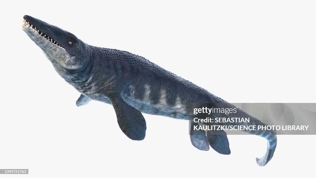 Tylosaurus, illustration