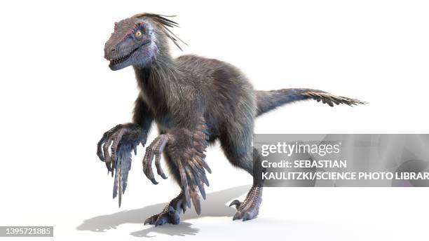 velociraptor, illustration - raptors stock illustrations
