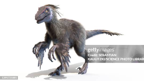 velociraptor, illustration - velociraptor stock illustrations