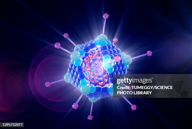 adenovirus structure, illustration - adenovirus stock illustrations