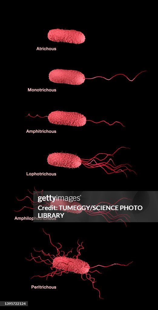 Flagella arrangement in bacteria, illustration