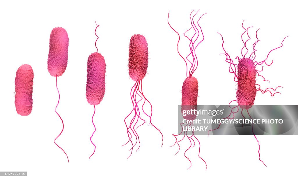 Bacteria flagella types, illustration
