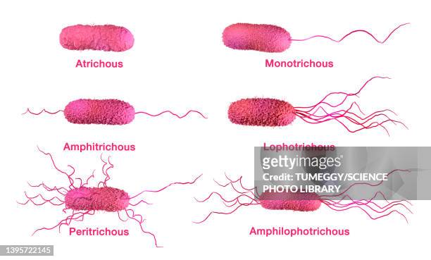 stockillustraties, clipart, cartoons en iconen met bacteria flagella types, illustration - trichonympha