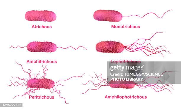 bacteria flagella types, illustration - peritrichous stock illustrations