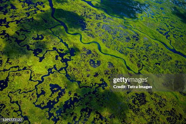 aerial view of green wetlands and flowing water in everglades national park - marisma fotografías e imágenes de stock