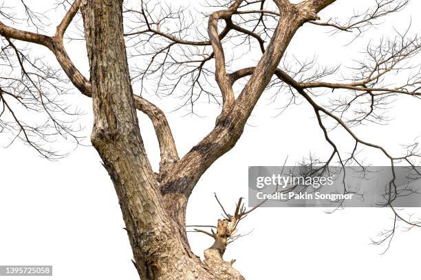 twigs of a dead tree isolated on a white background, clipping path - bare tree silhouette stock pictures, royalty-free photos & images