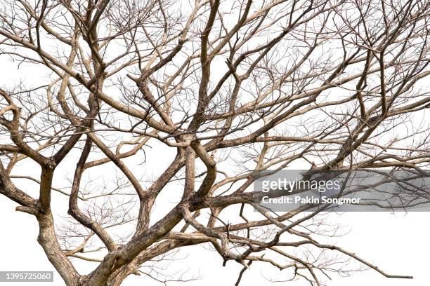 twigs of a dead tree isolated on a white background, clipping path - bare tree isolated stock pictures, royalty-free photos & images