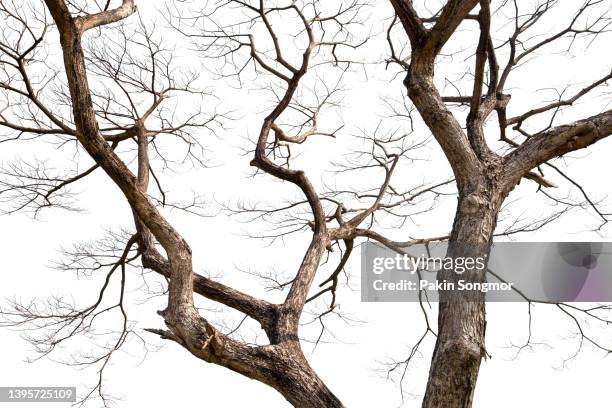 twigs of a dead tree isolated on a white background, clipping path - tree trunk stockfoto's en -beelden