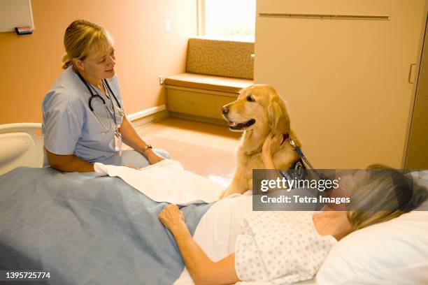 dog assisted therapy for patient in hospital - animal hospital fotografías e imágenes de stock