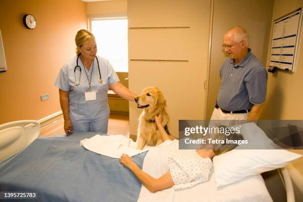 dog assisted therapy for patient in hospital - animal hospital fotografías e imágenes de stock