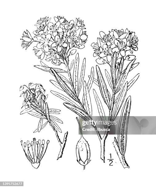 antique botany plant illustration: ledum palustre, narrow leaved labrador tea - tapered roots stock illustrations