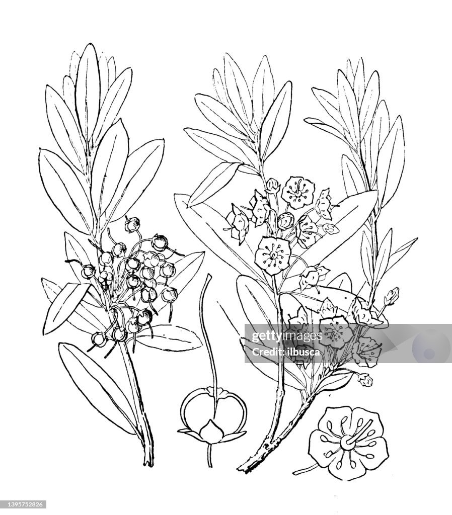 Antique botany plant illustration: Kalmia angustifolia, Sheep laurel, Lambkill