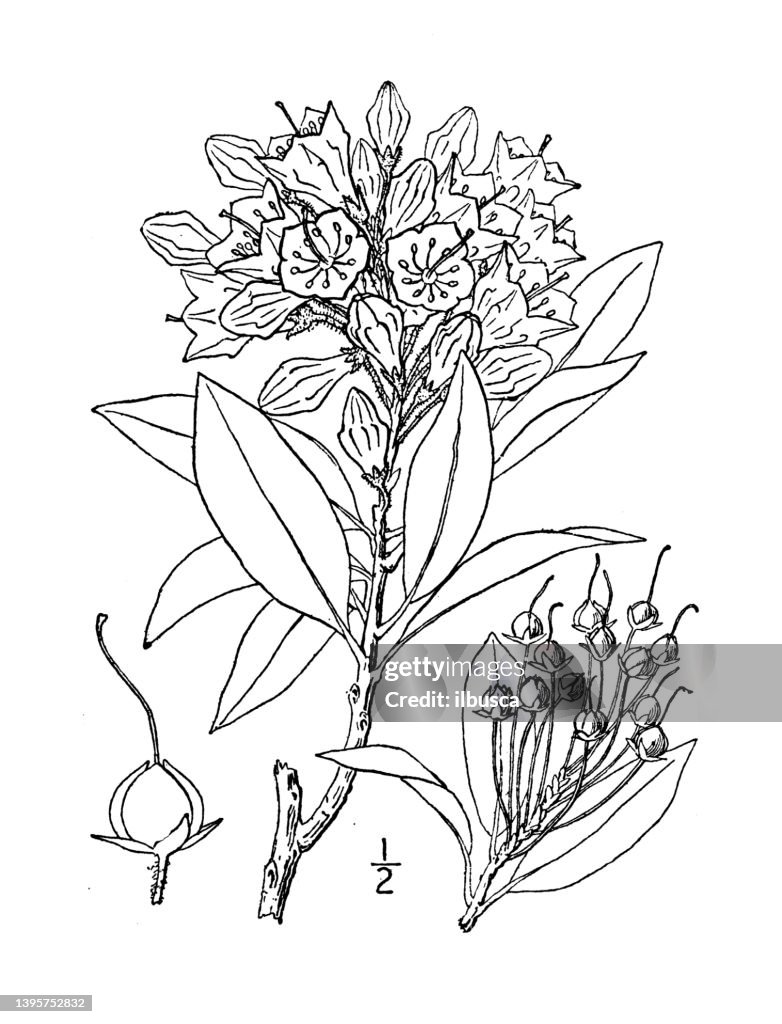 Antique botany plant illustration: Kalmia Latifolia, American or Mountain Laurel