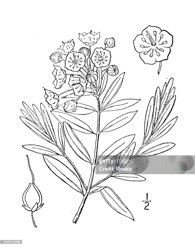 Ilustração antiga da planta botânica: Kalmia Glauca, Pale Laurel