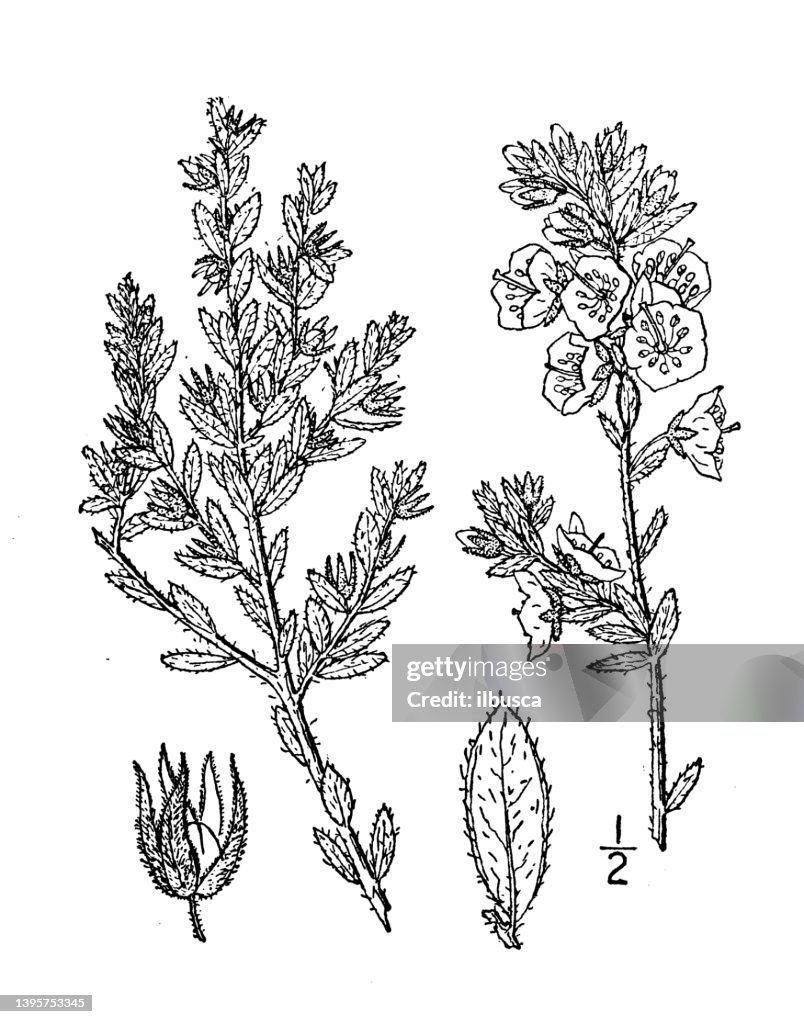Antique botany plant illustration: Kalmia hirsuta, Hairy Laurel
