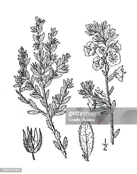 Antique Botany Plant Illustration Kalmia Hirsuta Hairy Laurel High-Res Vector Graphic