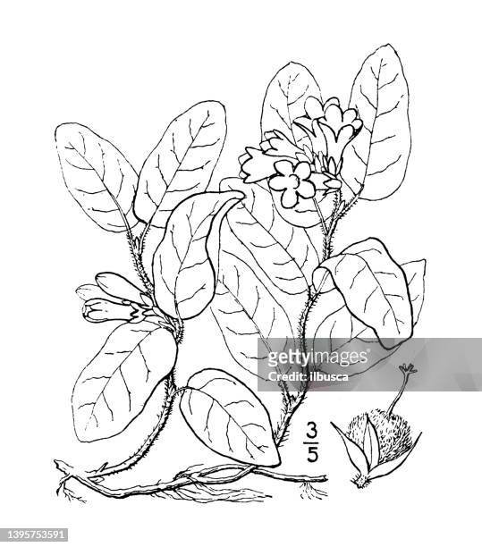 stockillustraties, clipart, cartoons en iconen met antique botany plant illustration: epigaea repens, trailing arbutus mayflower, ground laurel - meidoorn