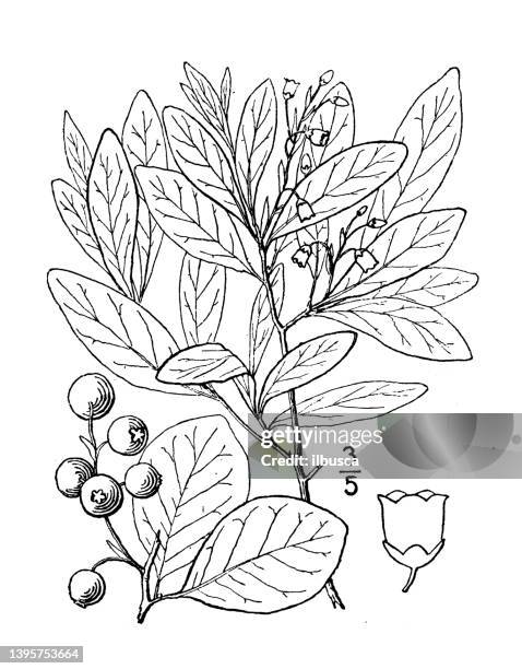 antique botany plant illustration: gaylussacia frondosa, tangleberry, dangleberry - huckleberry stock illustrations