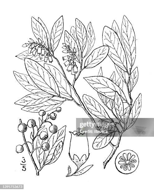 antique botany plant illustration: gaylussacia resinosa, black huckleberry - red pine stock illustrations