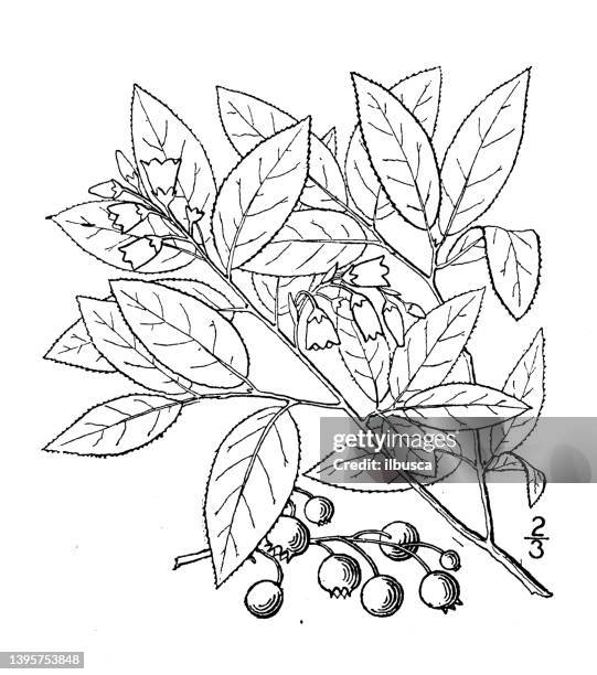 ilustrações de stock, clip art, desenhos animados e ícones de antique botany plant illustration: vaccinium pallidum, pale blueberry - treponema pallidum