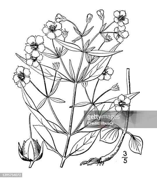 antique botany plant illustration: steironema lanceolatum, lance leaved loosestrife - cephalochordate stock illustrations