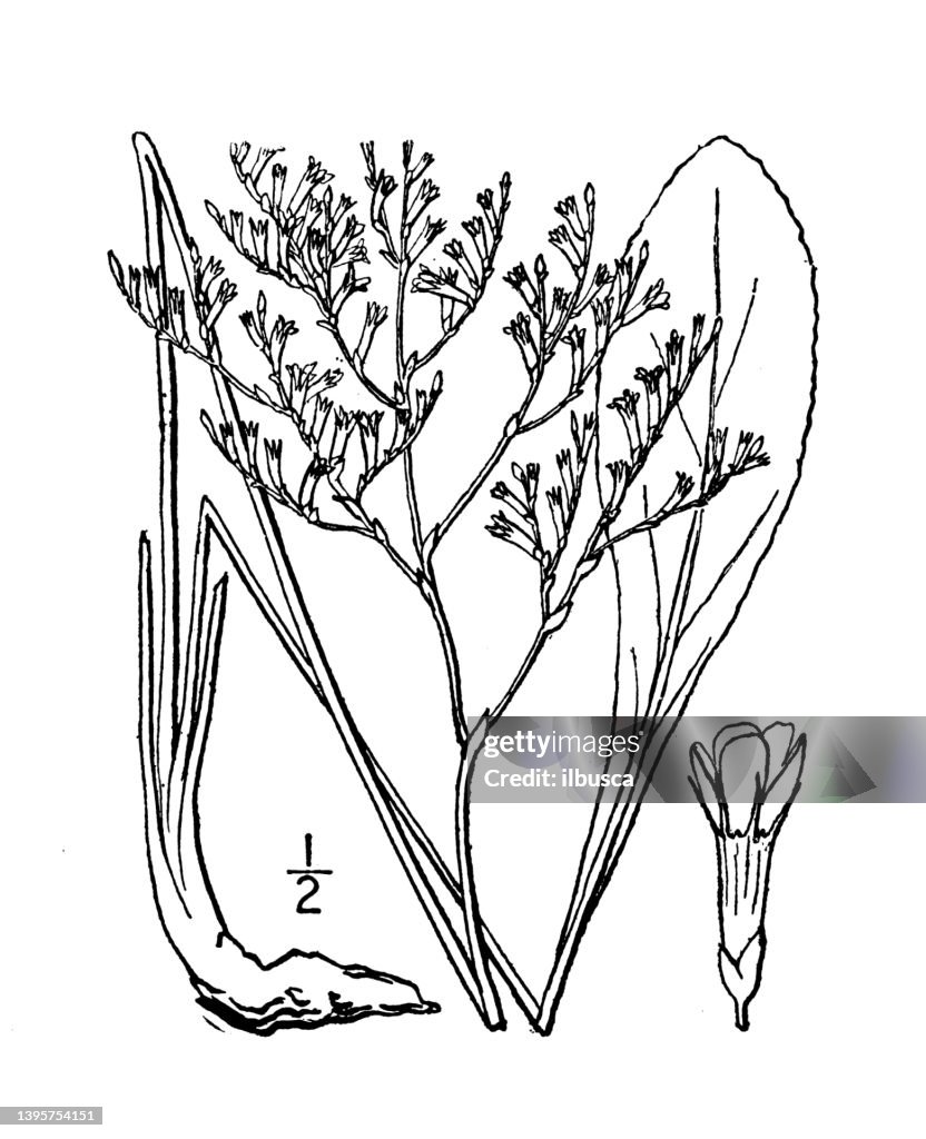 Antique botany plant illustration: Limonium Carolinianum, Sea Lavender, Marsh rosemary