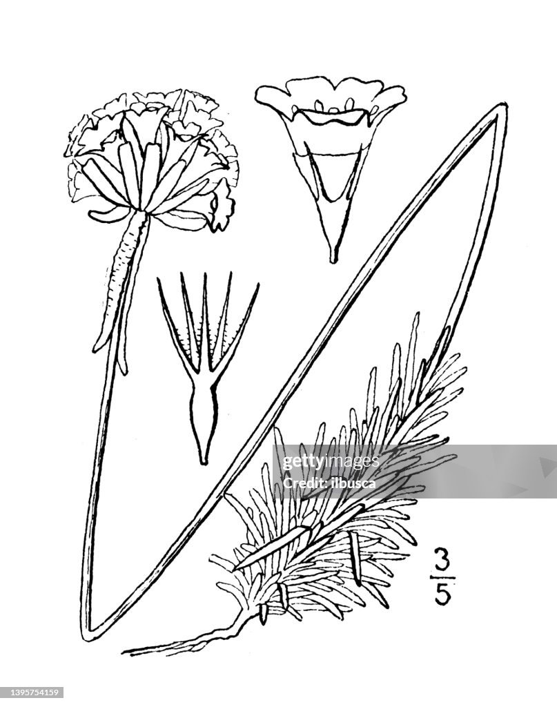 Antique botany plant illustration: Statice Armeria, Sea pink