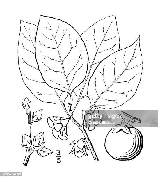 ilustrações, clipart, desenhos animados e ícones de ilustração antiga da planta botânica: diospyros virginiana, persimmon, date plum - caqui fruta tropical