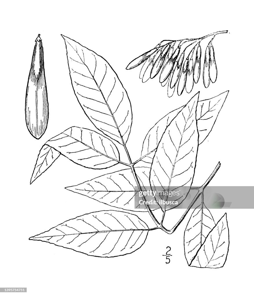 Antique botany plant illustration: Fraxinus Americana, White Ash