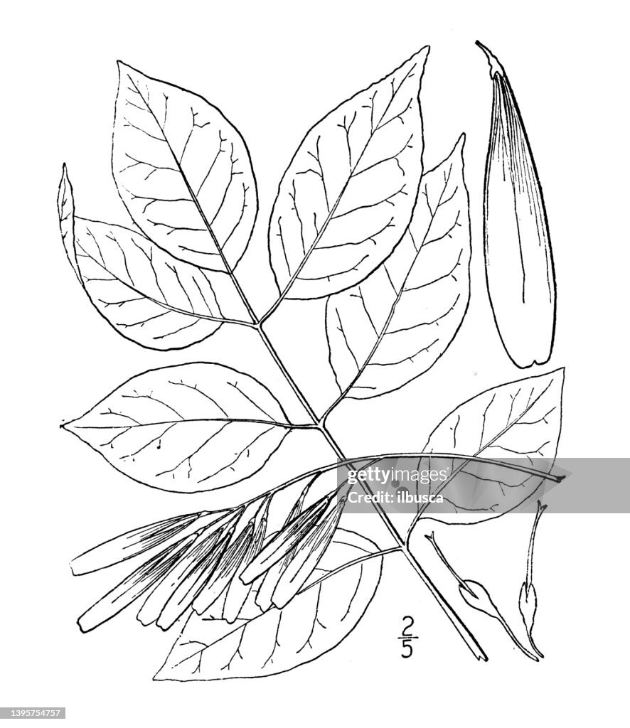 Antique botany plant illustration: Fraxinus lanceolata, Green Ash
