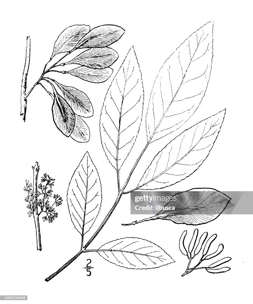 Antique botany plant illustration: Fraxinus Caroliniana, Water Ash