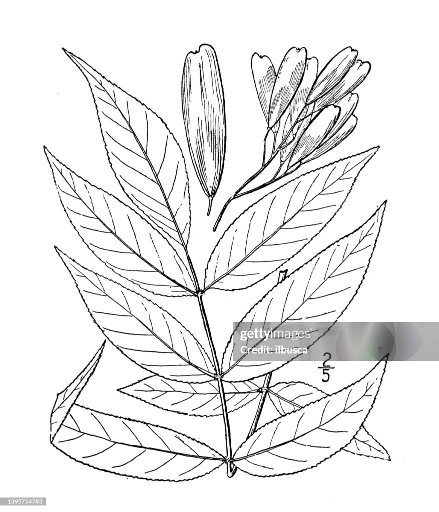 Antique botany plant illustration: Fraxinus nigra, Black Ash