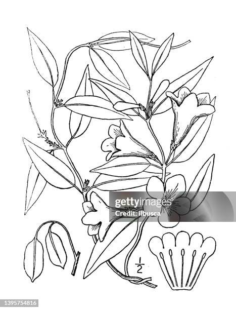 antike botanische pflanzenillustration: gelsemium sempervirens, yellow jessamine, carolina jasmine - jasmine flower stock-grafiken, -clipart, -cartoons und -symbole