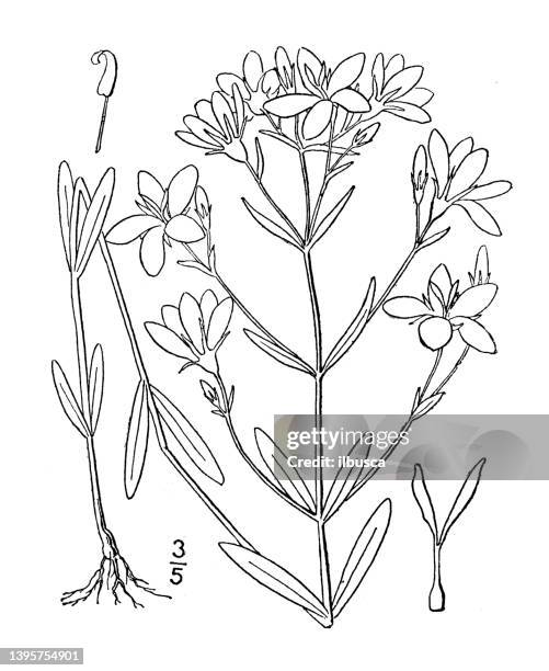 antique botany plant illustration: sabbatia angustifolia, narrow leaved sabbatia - tapered roots stock illustrations