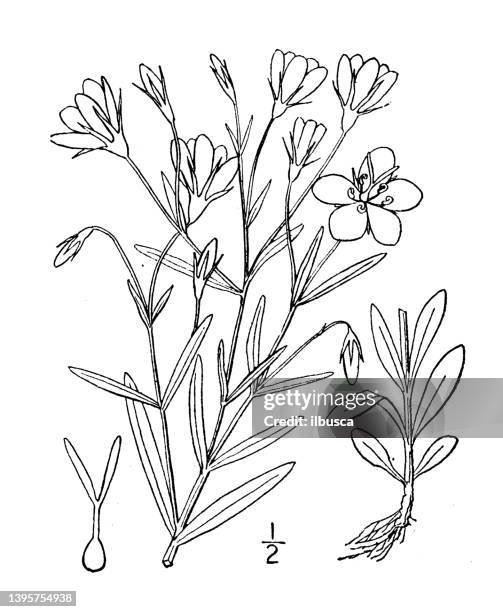 illustrations, cliparts, dessins animés et icônes de illustration de plante botanique antique: sabbatia stellaris, rose des marais - jasmin