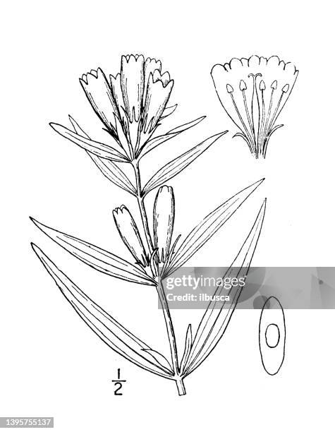 antique botany plant illustration: gentiana linearis, narrow leaved gentian - tapered roots stock illustrations