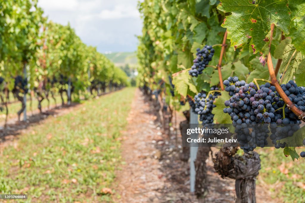 Grappes de raisins rouge dans des vignes