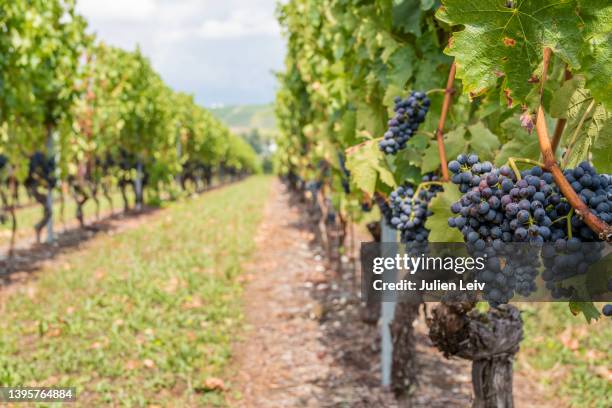 grappes de raisins rouge dans des vignes - wineyard stockfoto's en -beelden