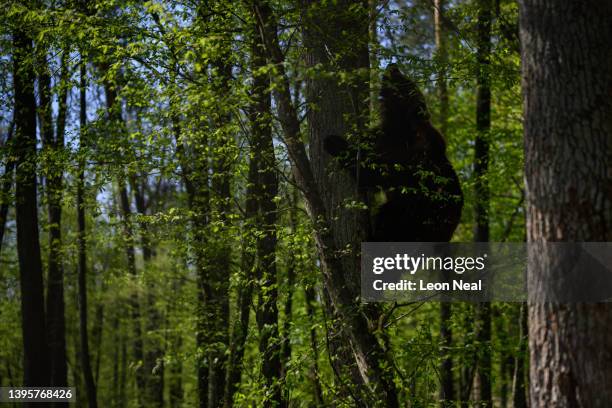 One of the brown bears recently moved from Kyiv climbs a tree in its new home at the Bear Sanctuary Damazhyr on May 06, 2022 in Lviv, Ukraine. As the...