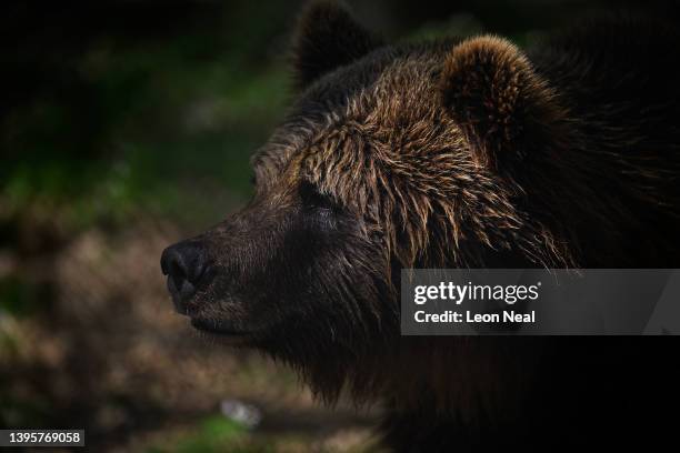 One of the brown bears recently moved from Kyiv wanders around the woodland area of its new home at the Bear Sanctuary Damazhyr on May 06, 2022 in...